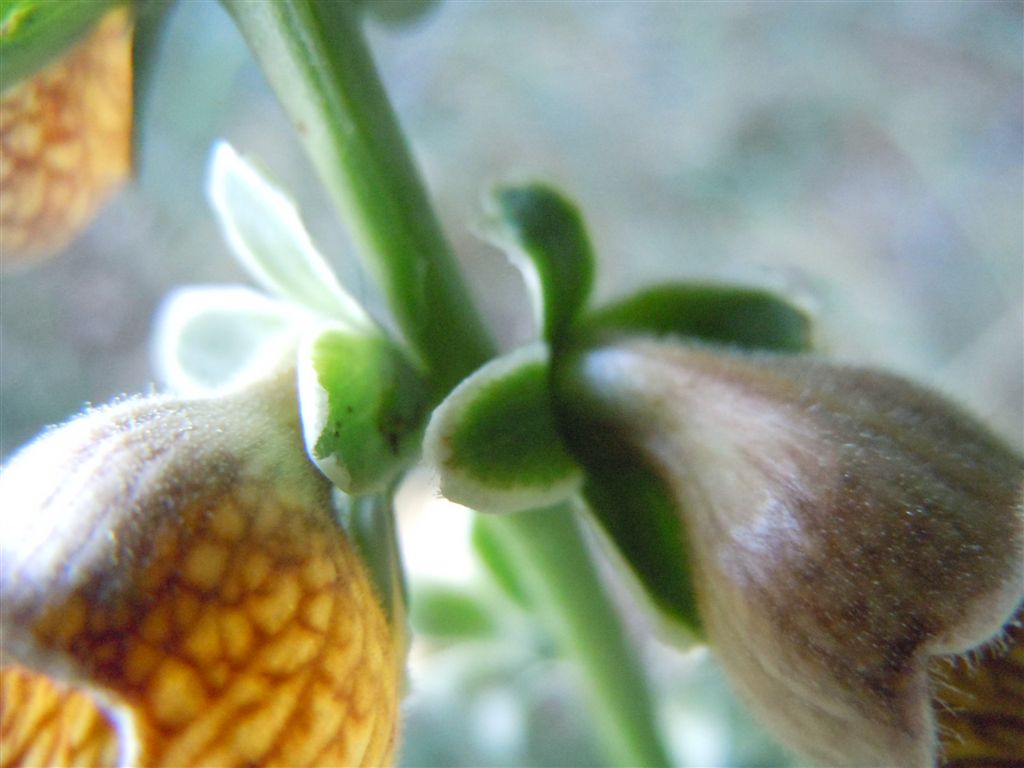 Passo Godi (AQ) : Digitalis ferruginea